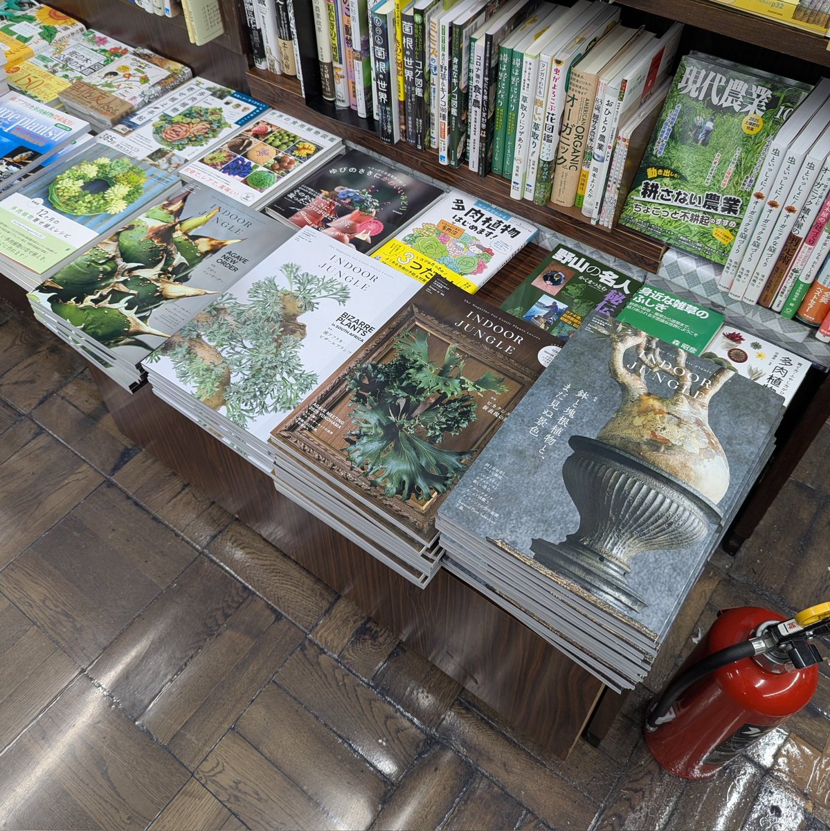 mpj_hansoku's tweet image. 本日はお馴染み #神保町 の #書泉グランデ さんへ〜！
#月刊アクアライフ 最新号はもちろんのこと、二段に渡り弊社商品を面陳にしていただいている棚が！そして『 #インドアジャングル 』最新号&amp;amp;バックナンバー4点の平積み展開など、弊社商品を大展開中です〜！ （いつもありがとうございます！）