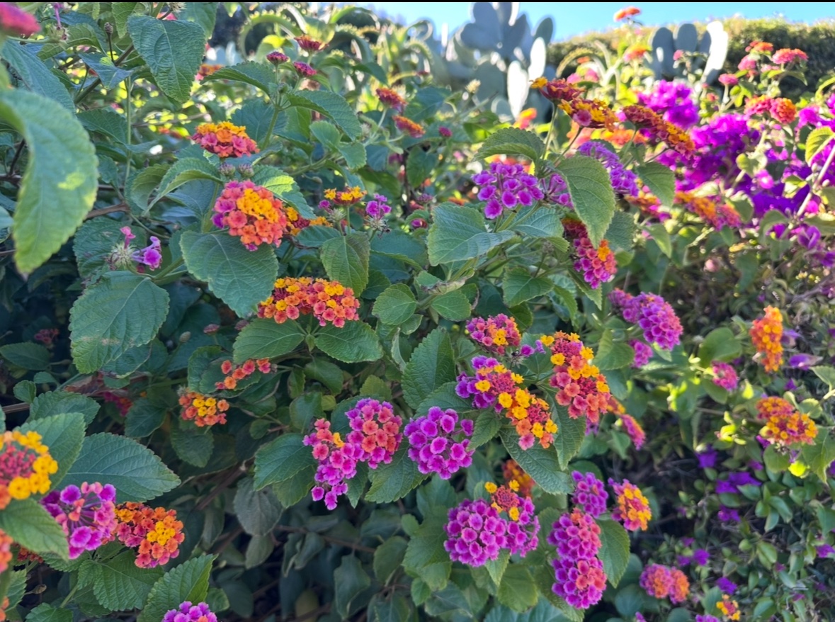 Coskun Lipid Cellar @ ZML Dresden tweet media