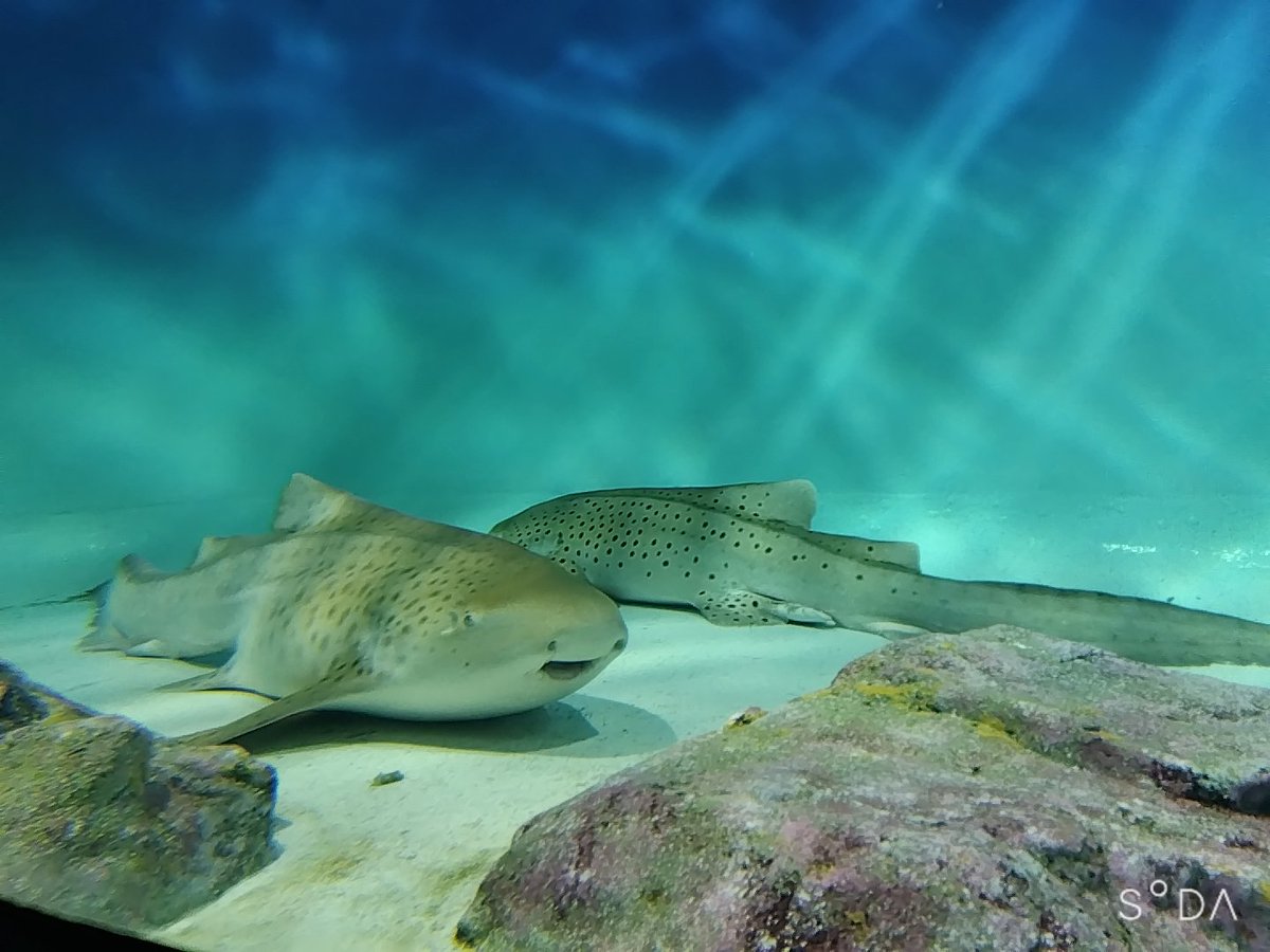 元気をもらえる
お魚顔面ゾーン