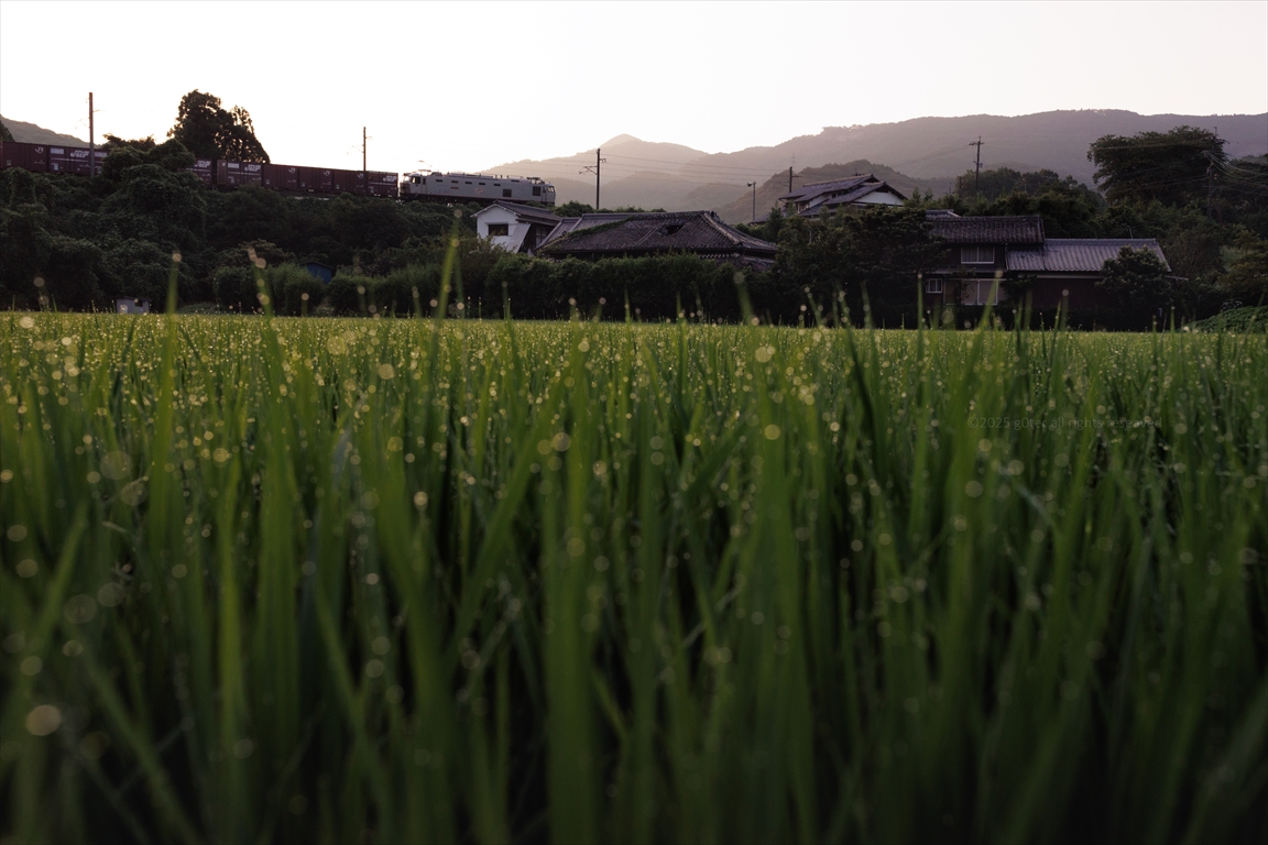 g0ter's tweet image. 300SMR
夏の豊後水道は摂取不足、また来年…