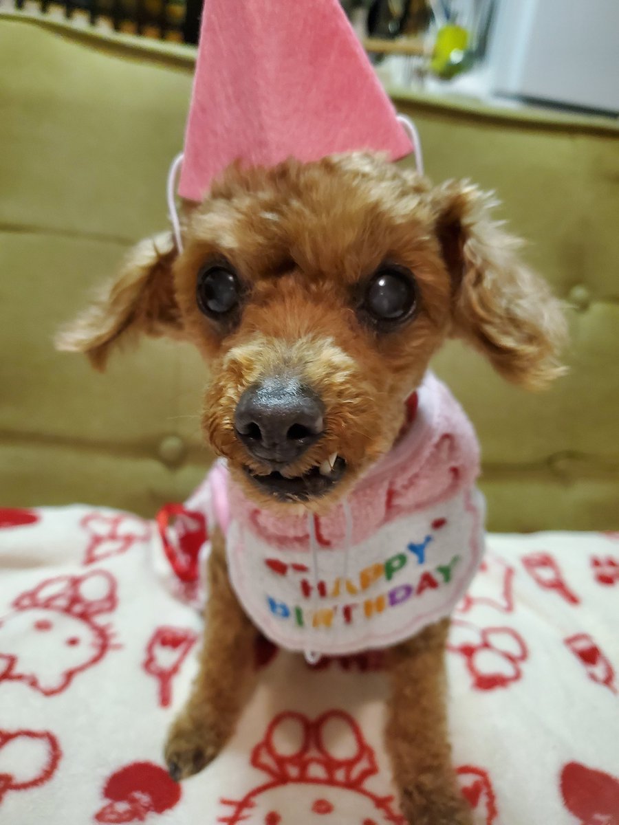 ぷりんのまゆげ (@purinnomayuge) on Twitter photo プリン、めでたく14才になりました!
まだまだ長生きしてほしいです🎵 プリン、めでたく14才になりました!
まだまだ長生きしてほしいです🎵