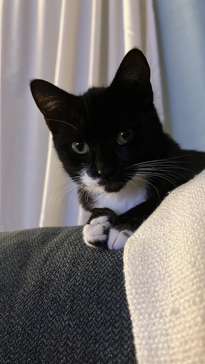 Naïri Zadourian tweet media