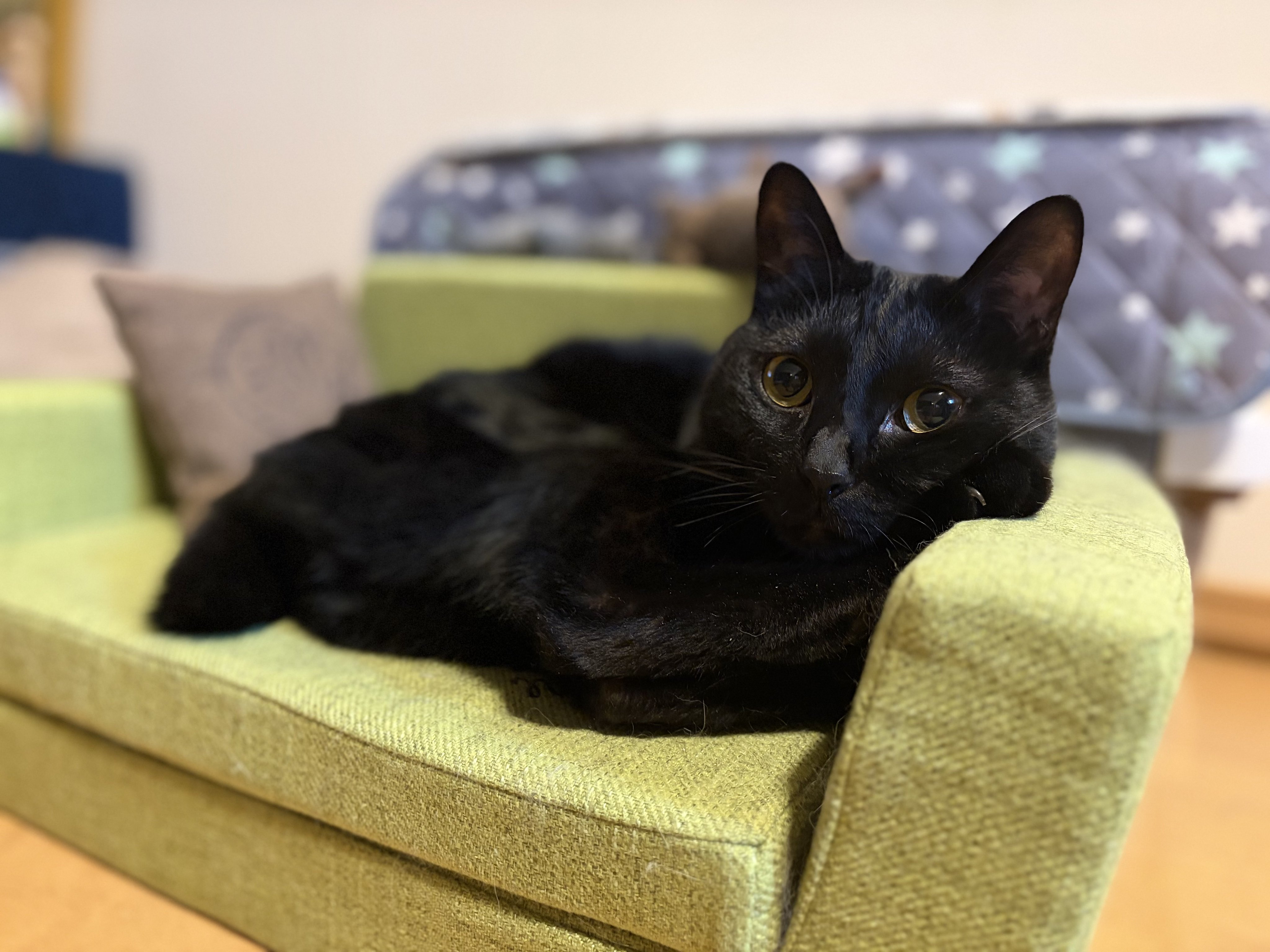 黒猫 落ちてるつくねちゃん。#黒猫つくねちゃん #Tsukune_chan #猫