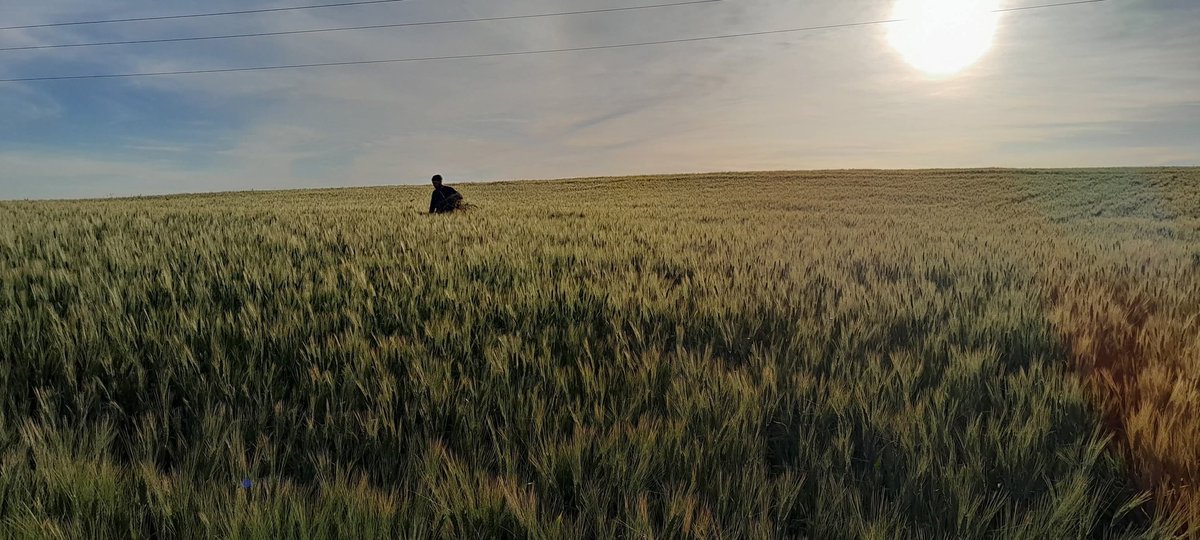 The new @durum_wheat variety from the #ITGC_Sétif , named @Massinissa (in reference to the Numidian king), has been honored with an Algerian stamp <a href="/moonmoona21/">Mouna Meziani</a> <a href="/CIMMYT/">CIMMYT</a> <a href="/ICARDA/">ICARDA</a> <a href="/FAO/">Food and Agriculture Organization</a>