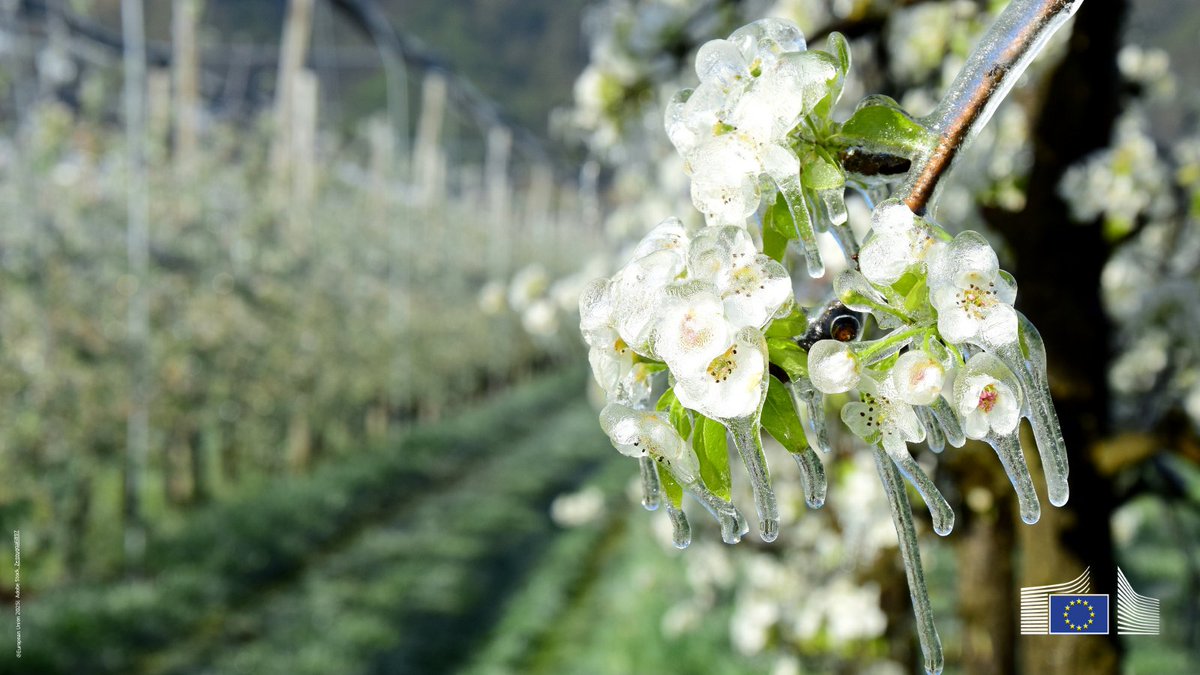 🇪🇺EU keeps supporting farmers who face adverse climate events.

€50 M from the agricultural reserve will reach fruit, nuts, and vegetable farmers who suffered significant damages

in Bulgaria🇧🇬, Latvia🇱🇻, Lithuania🇱🇹, Hungary🇭🇺, Poland🇵🇱 &amp; Romania🇷🇴
👉link.europa.eu/XVkGNb