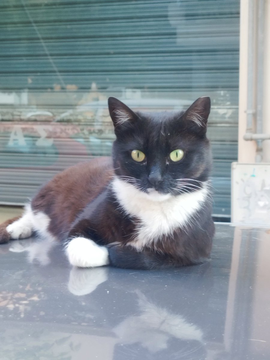 Ναι και μια ασπρόμαυρη χαδιάρα #ασπρόμαυρες