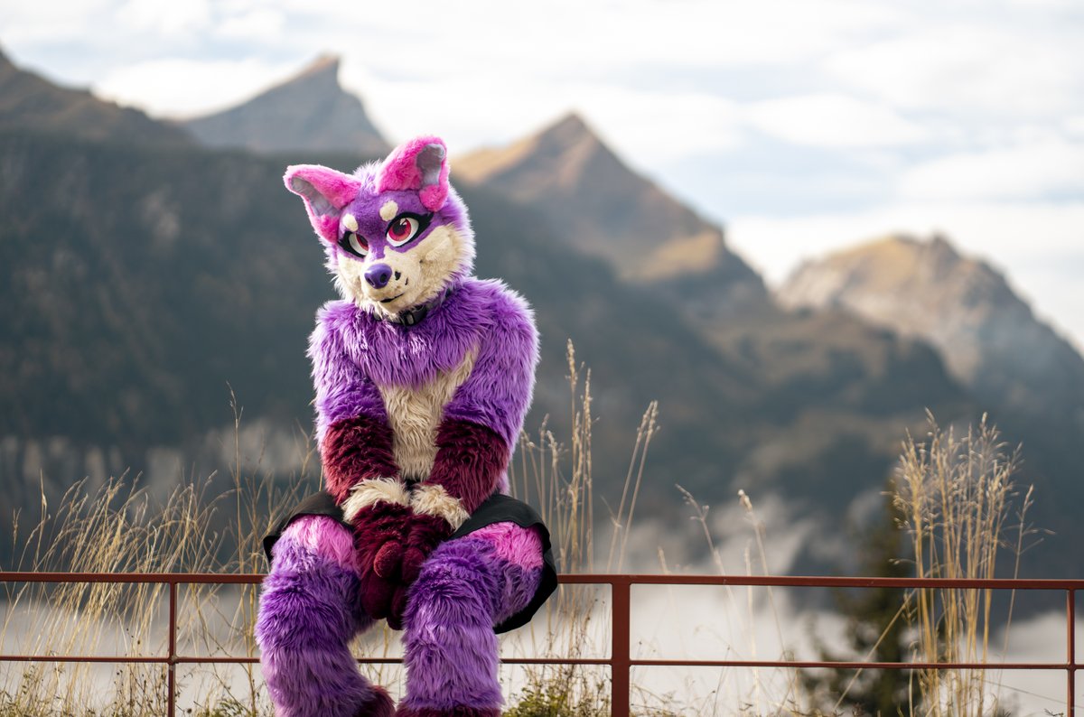 Tapik_Dato's tweet photo. Come and sit down, we can enjoy the view together. 

📷 @kian_barker 

#FursuitFriday https://t.co/pYJ3Uzb7sp