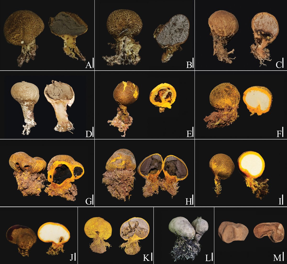 Three new species and one new record of 𝑆𝑐𝑙𝑒𝑟𝑜𝑑𝑒𝑟𝑚𝑎 are described from northern Thailand.

🔗 doi.org/10.3897/mycoke…