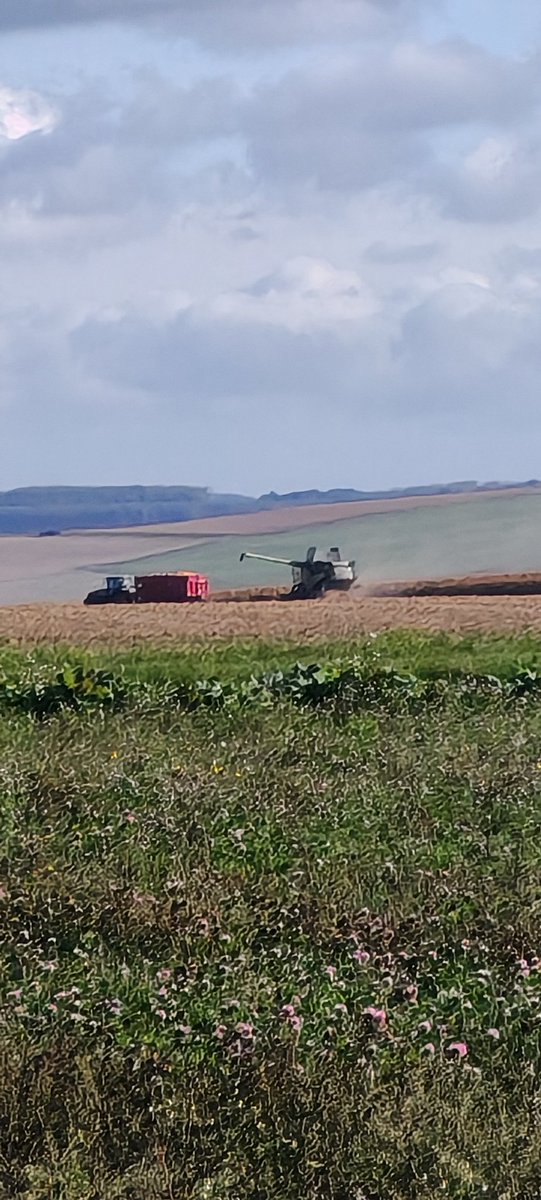 Mathilde Jonet🐕🦄🐓 tweet media