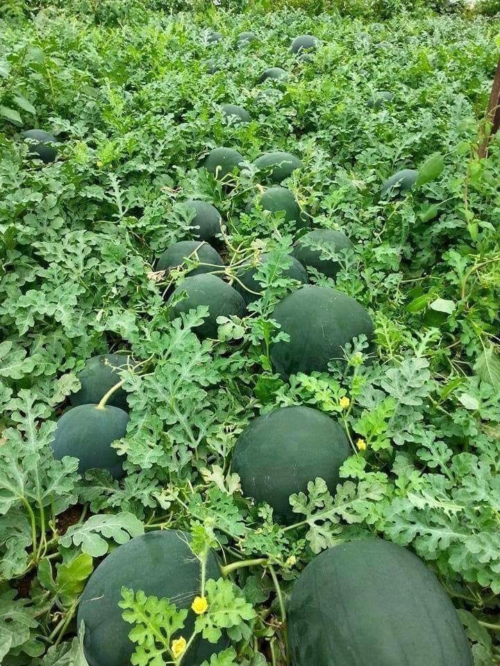Nature_Views10's tweet image. Can you recognize this fruit?