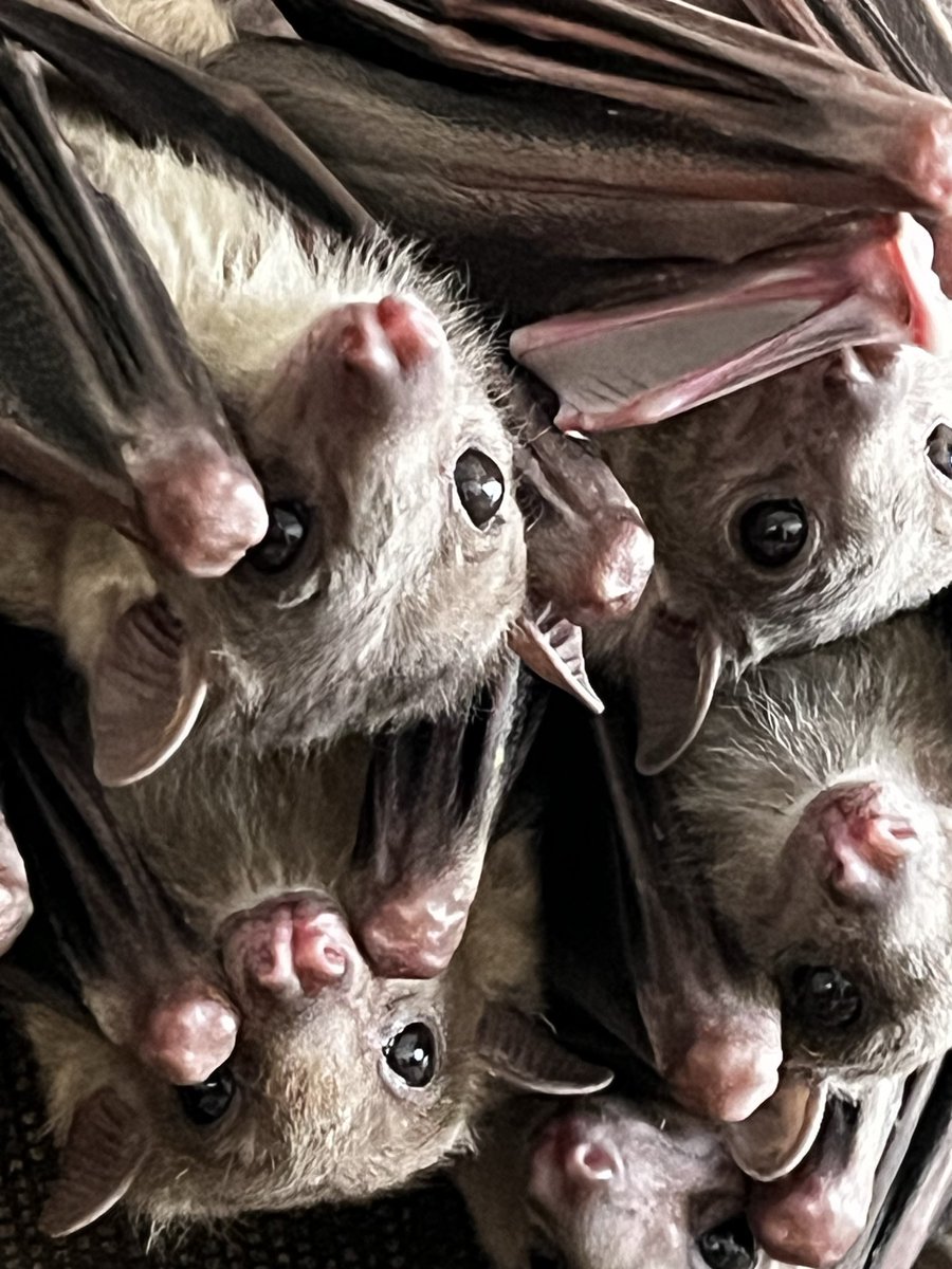 chopper_pet's tweet image. 12日(日)のブリーダーさんのお品書きは

キイロドロガメ
スジクビヒメニオイガメ
キボシイシガメ
ミツユビハコガメ
セマルハコガメ　他

当店は、12日(日)、13(月)表示価格の10%OFF✨生体、飼育用品、中古商品も含まれます。
(活、冷凍餌は含まれません)
カメの画像が無いので
可愛い子たちの画像で