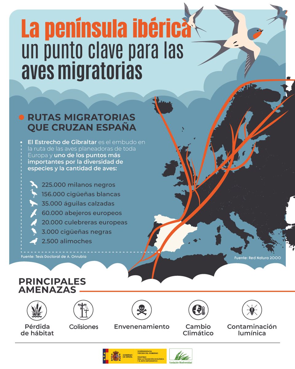 🪶  La Península Ibérica es el principal corredor migratorio de Europa occidental. 

Nuestros humedales, ríos, lagos y marismas son esenciales para que las aves puedan:

🌱 Alimentarse
💧 Beber
🪹 Anidar
💤 Descansar

#DíaMundialDeLasAvesMigratorias