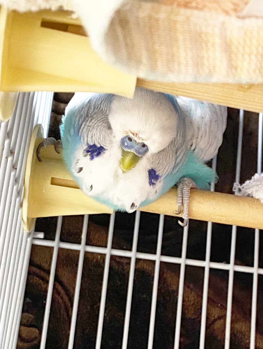 るりはるSHOP (@chopinliszt12) / Posts / X