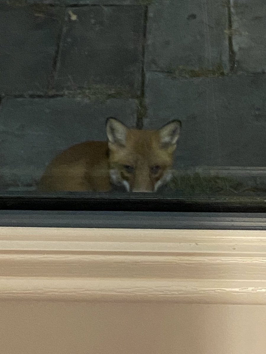 DrTraceyK's tweet photo. Gomez would like a word. ❤️ He is so fluffy this time of year. #DailyFox https://t.co/L3pHF6ylNQ