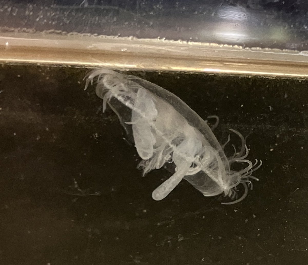 マミズクラゲ
網で捕まえると傷つけてしまうので紐を付けたバケツを投げて水ごと回収するスタイルで採集
バケツをうまく操れなかったかったり，腕力が弱すぎて引き上げるのに時間かかったりと大苦戦したがなんとか2匹捕獲