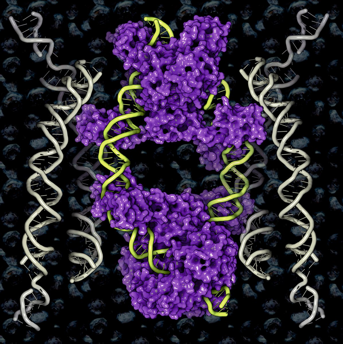 Here you can see a cryoEM structure of the Hermes transposase from the house fly Musca domestica (PDB code: 8EDG)

Rendering by Francisco J. Enguita (<a href="/fenguita/">Francisco J. Enguita</a>) made with #ProteinImager

3dproteinimaging.com/protein-imager…

#SciArt #molecularart #musca #transposase #hermes #dna #cryoem