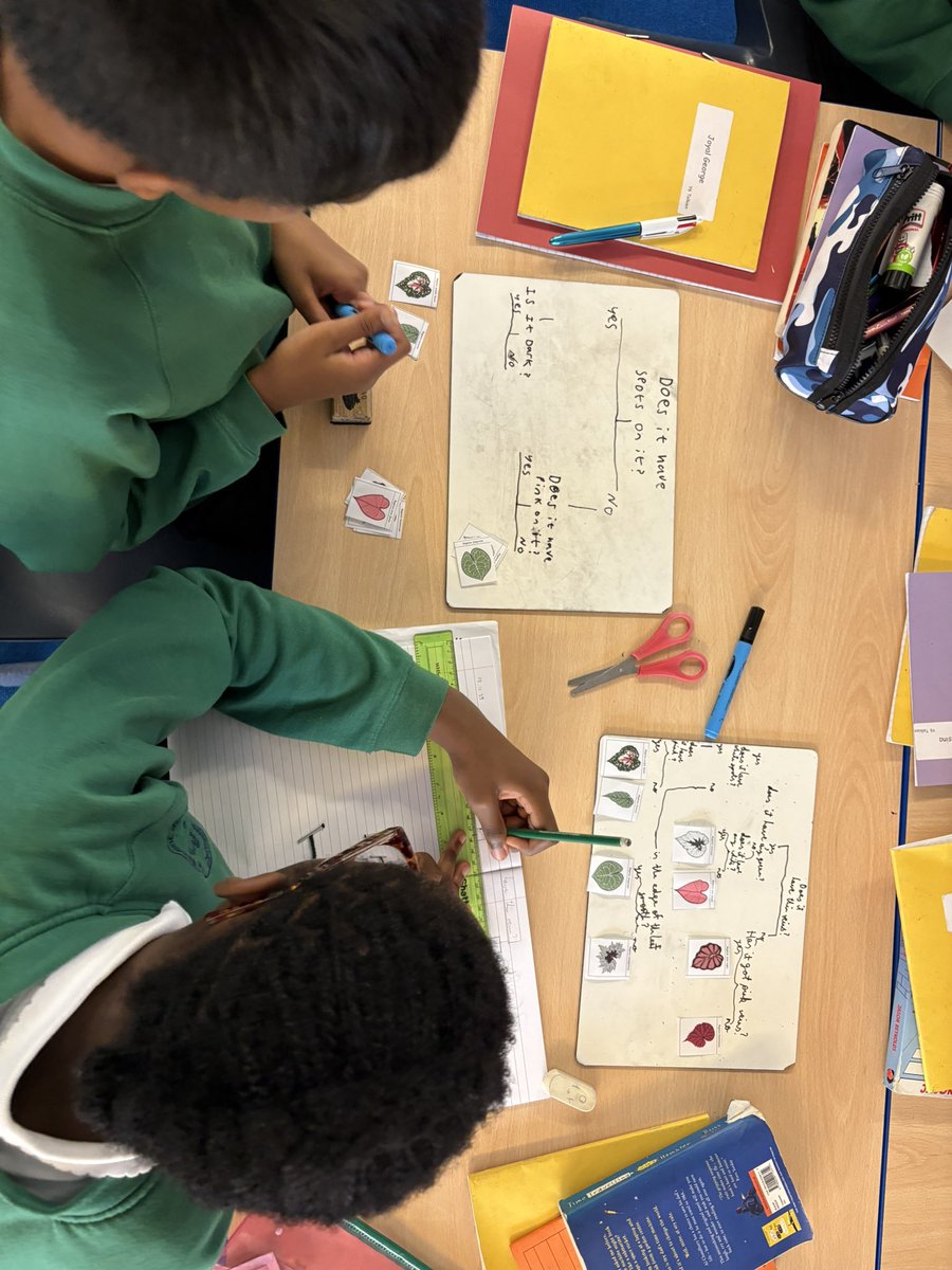 Year 6SC are creating a branching key of begonia leaves based on their unique characteristics