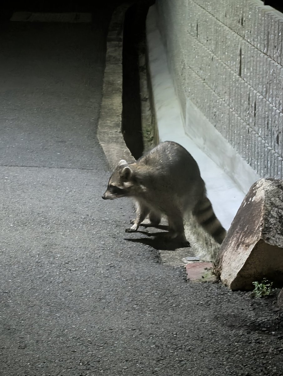 野良たぬき！？！？