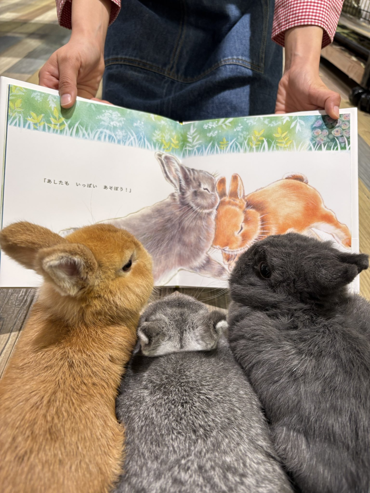 うさぎ - Search / X