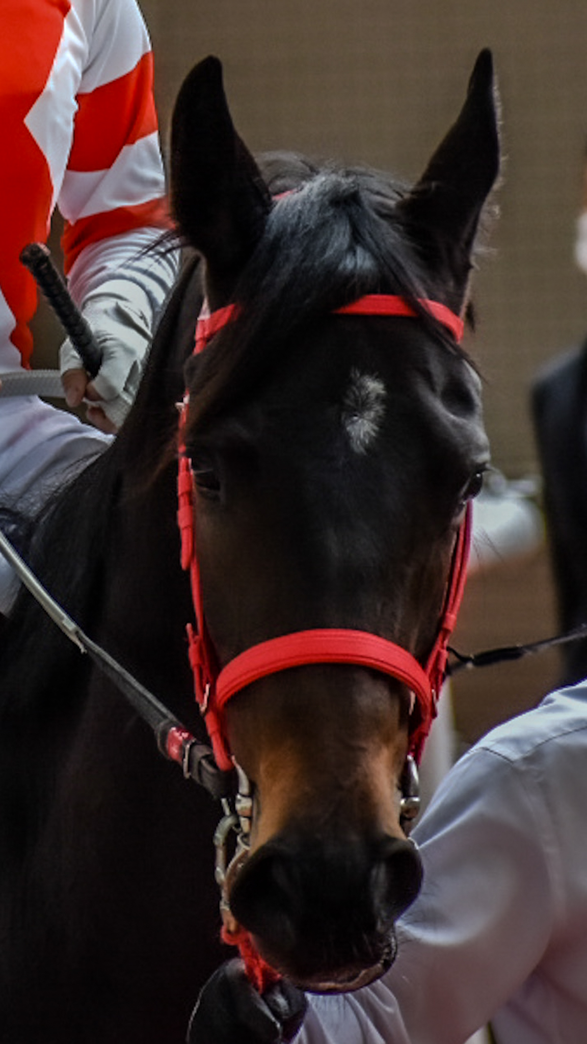 ⭐︎ひよ⭐︎ ページ K-E-N-@NIKKE on X: 