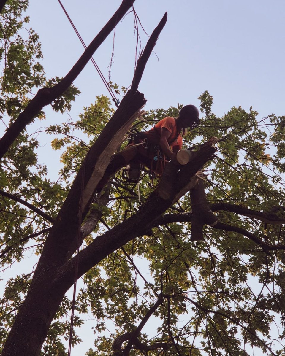 BossBeechwood's tweet image. Quick callout job today clearing up the tear-outs and safely removing a hanging limb. Another tree made safe and tidy! 🌳✨
#TreeCare #TreeWork