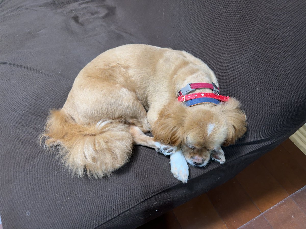 taka0815's tweet image. #犬 #保護犬 #ペキプー