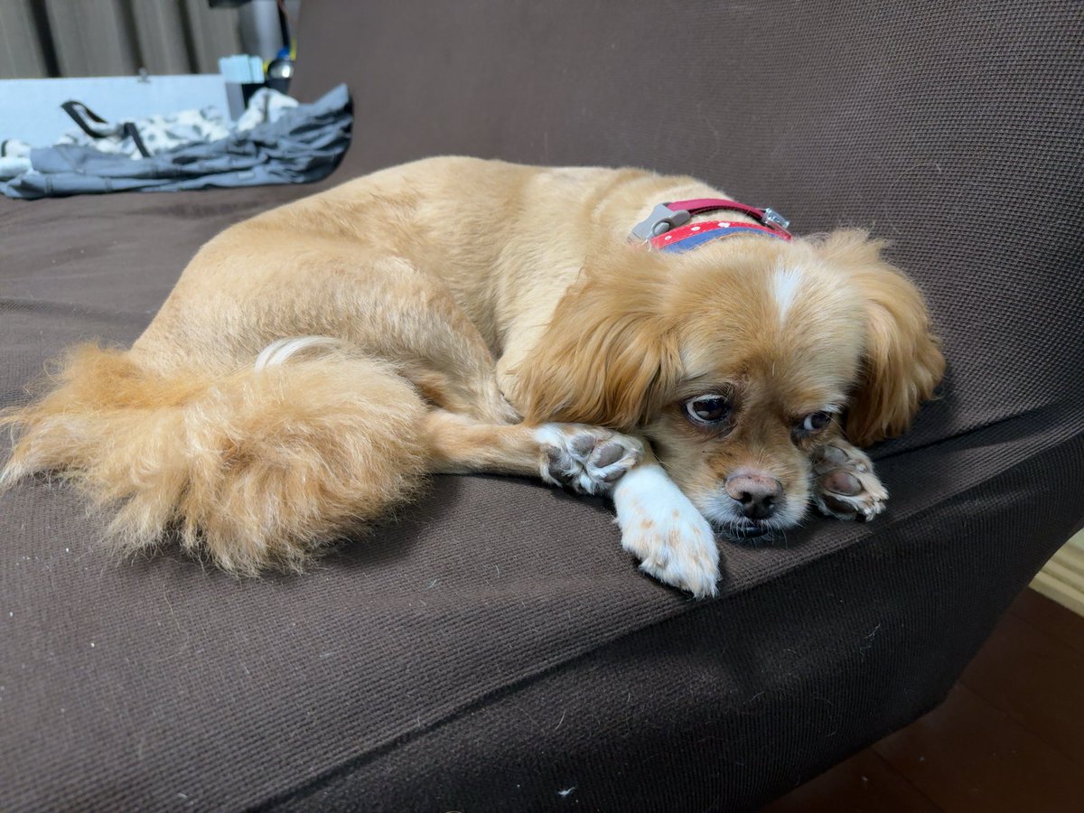 taka0815's tweet image. #犬 #保護犬 #ペキプー