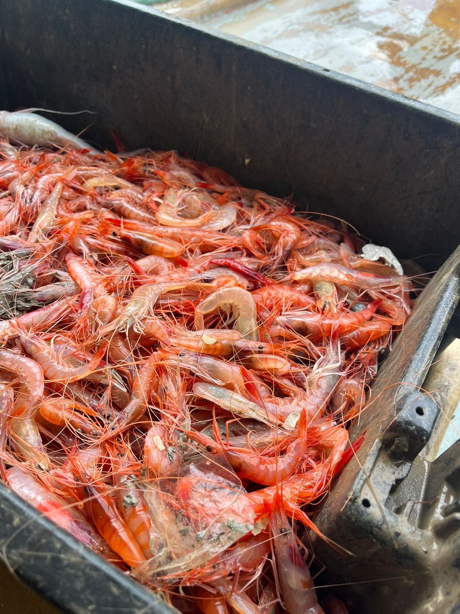 Demà, trio de cervellets: Toni Massanés ens porta alls, Cristina Caparrós, gamba, i Philippe Regol és el nostre enviat especial a Sant Sebastià Gastronomika🔪

📅Diumenge
⏰1 del migdia ​

▶tinyurl.com/4nz43zy2