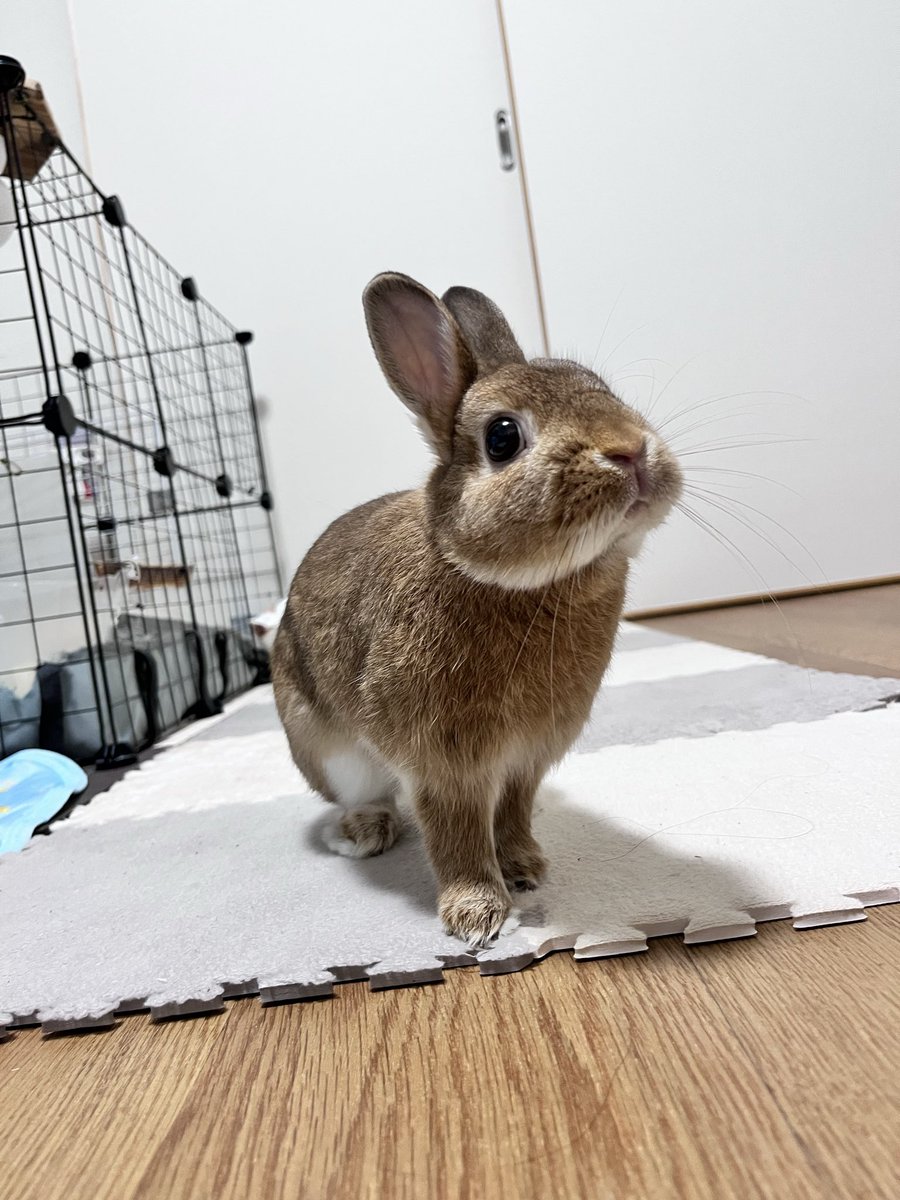 49_bana_ne_62's tweet image. モデルかな？🐰

#うさぎ #ネザーランドドワーフ #うさぎがいる暮らし #うさぎ好きさんと繋がりたい