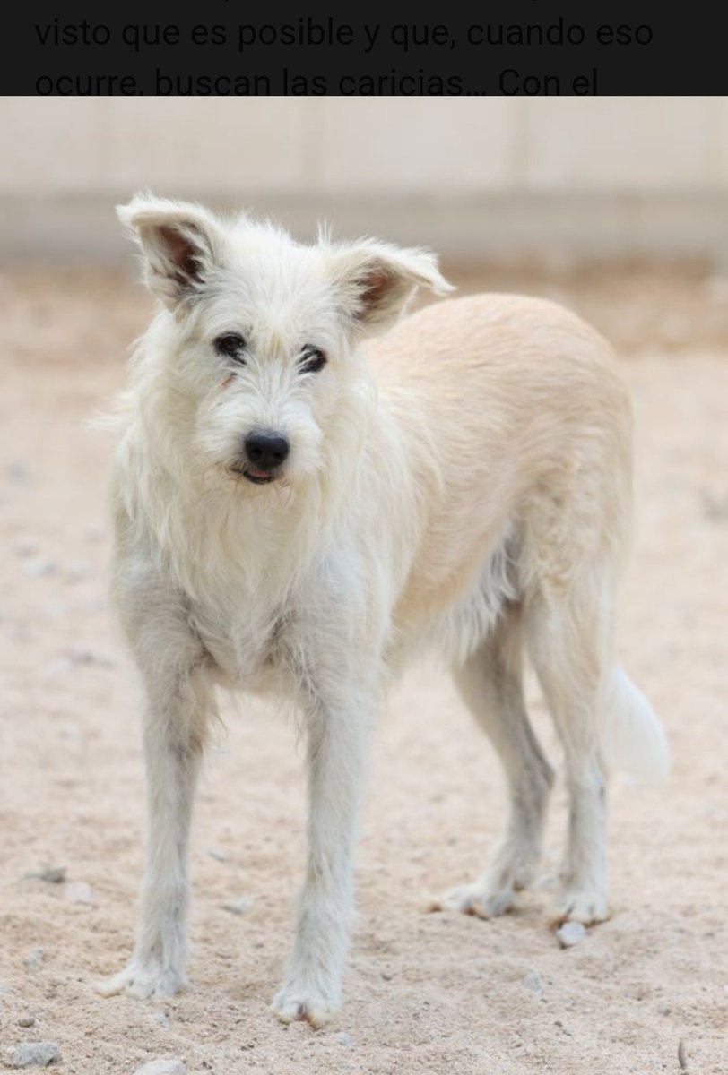 🟣LUMINIA🟣
Sociable con perros
Tiene miedo
pero ya va  💪
avanzando.

#Madrid Madrid Madrid 
♥️Adoptas?♥️