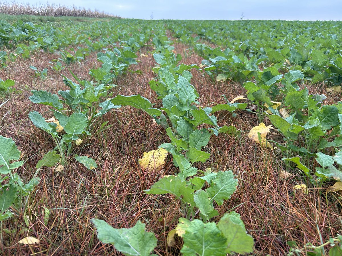 Il y a encore de l’espoir dans les colza