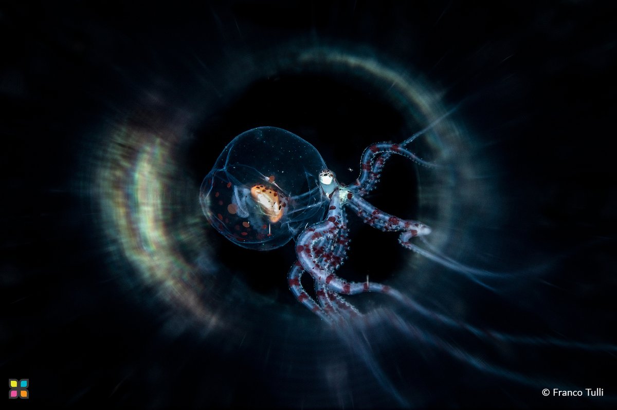 📸 #PhotoOfTheDay 

"Ghostbusters | صائدو الأشباح"

© Franco Tulli | Italy
<a href="/frtulli/">Franco Tulli</a> 

#HIPA #HIPAae #photography #photographerlovers #Italy #UnderwaterPhotography #CloseUpShot #MacroAddicts