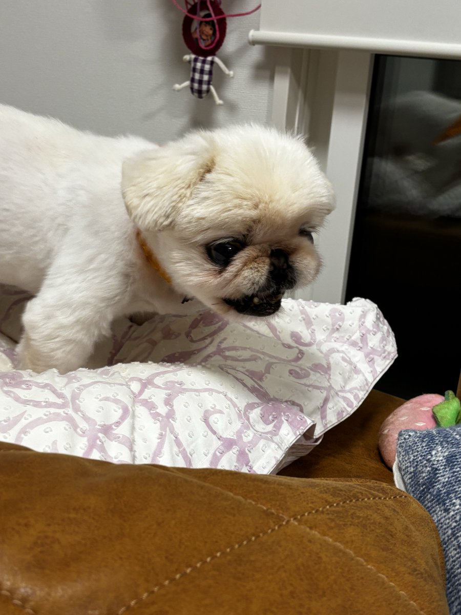 今日のぱんく