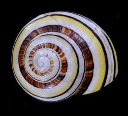貝標本　カタツムリの化石　肩が張った特美品個体 貝標本 カタツムリの化石 肩が張った特美品個体