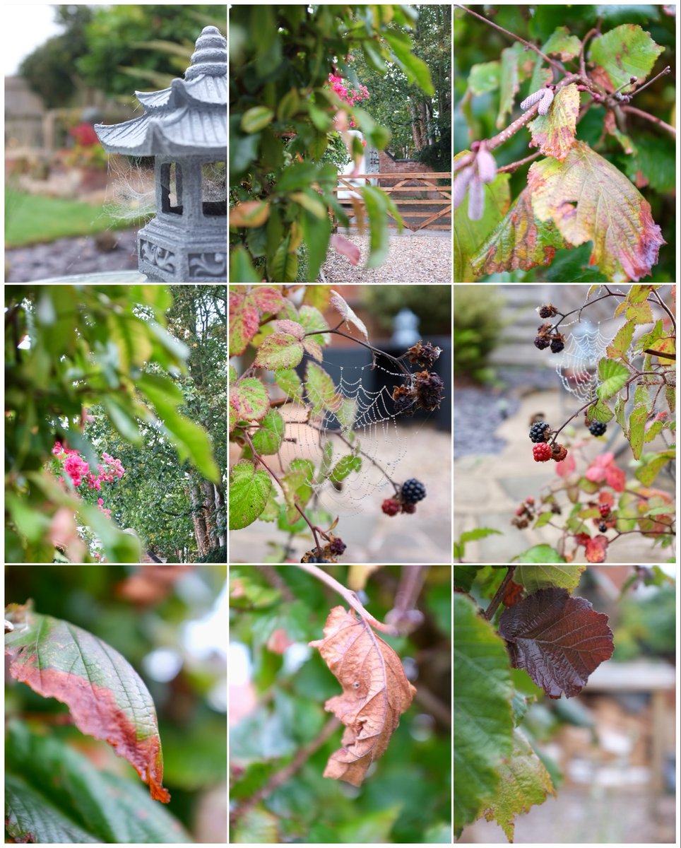 stacbats's tweet image. Trying to teach myself photography (yeah i know, odd midlife crisis 🤣). Autumn’s such a colourful time.