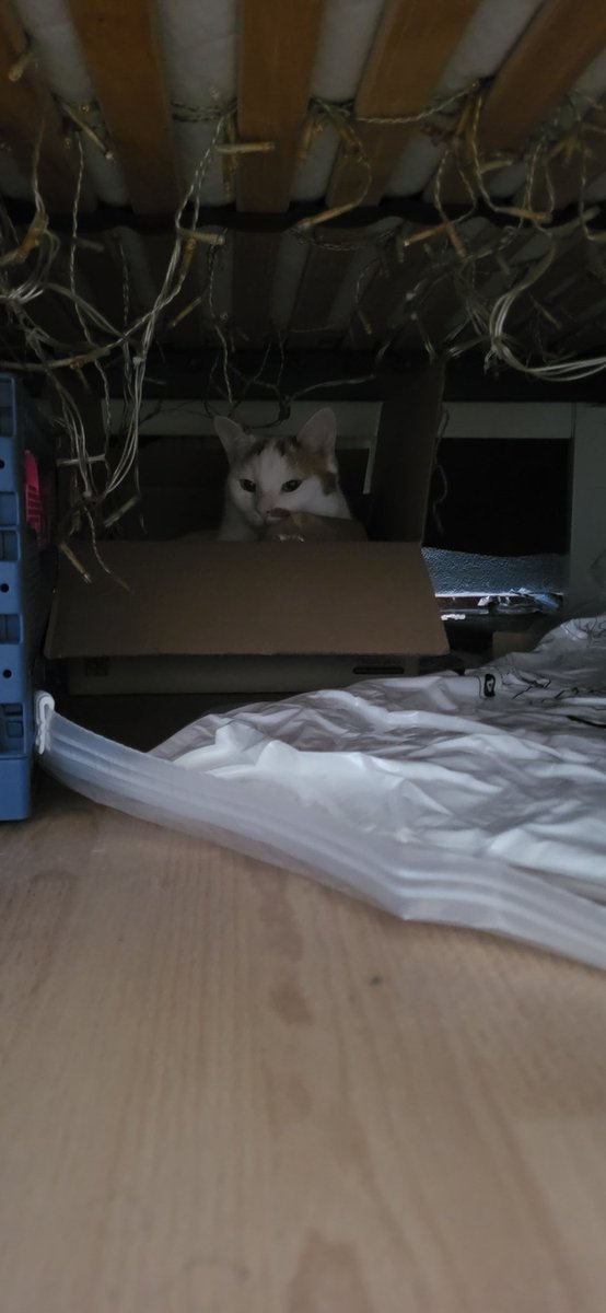 Wanneer je de Kiki boy kwijt bent en hem onder het bed van dochterlief weer terug vindt.

En ja zij heeft kerstlampjes onder haar bed hangen, do not ask my why 😅