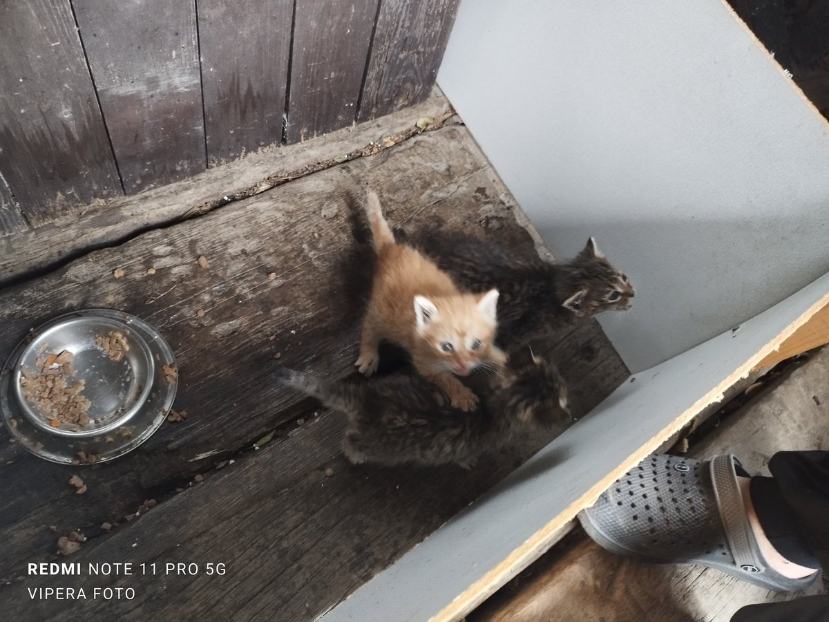 LaurentiVipera's tweet image. Kámoškovi zanesla kočka 3 koťata do psí boudy. Takže je teď vykrmuje ale nechat si je nechce. Nemá někdo zájem k pozdějšímu odběru ? 

@tanyazkrusek  nebudeš o někom vědět?