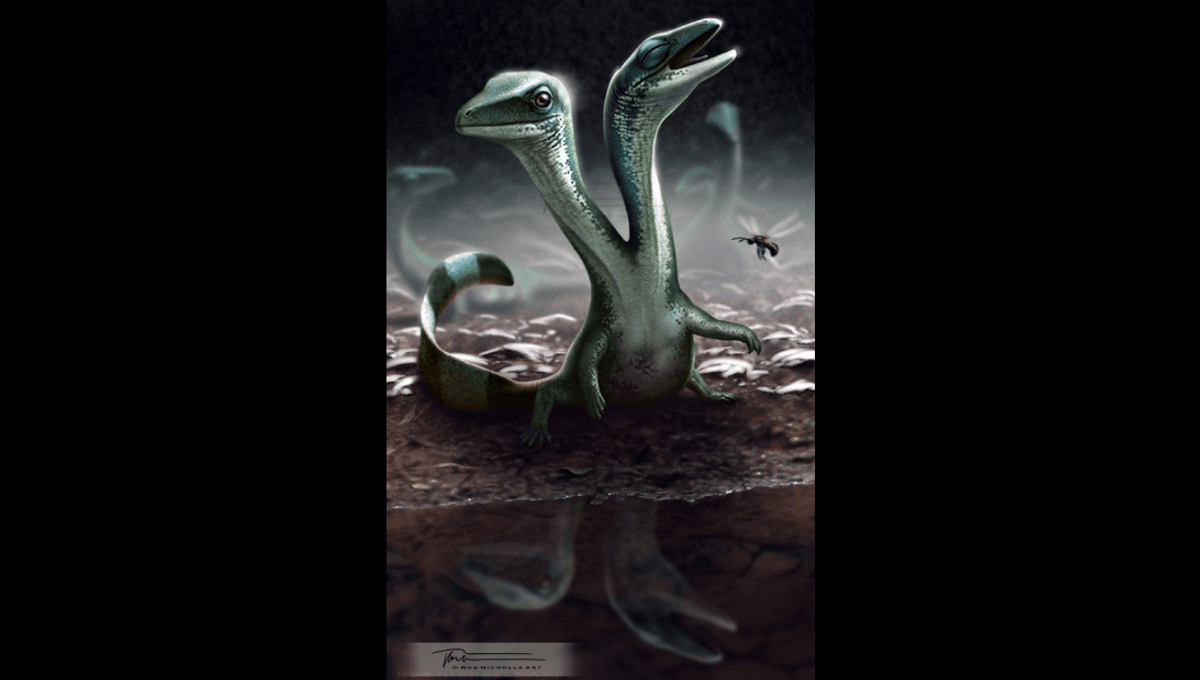 EarthArchivesHQ's tweet image. In 2006, scientists described a 125-million-year-old fossil unlike anything seen before — a prehistoric reptile with two heads.

iflscience.com/check-out-this…

#fossils #paleontology