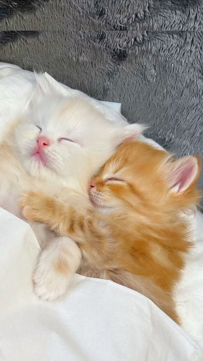 kitten_zukan's tweet photo. ♡ https://t.co/kcl7lSLX6n