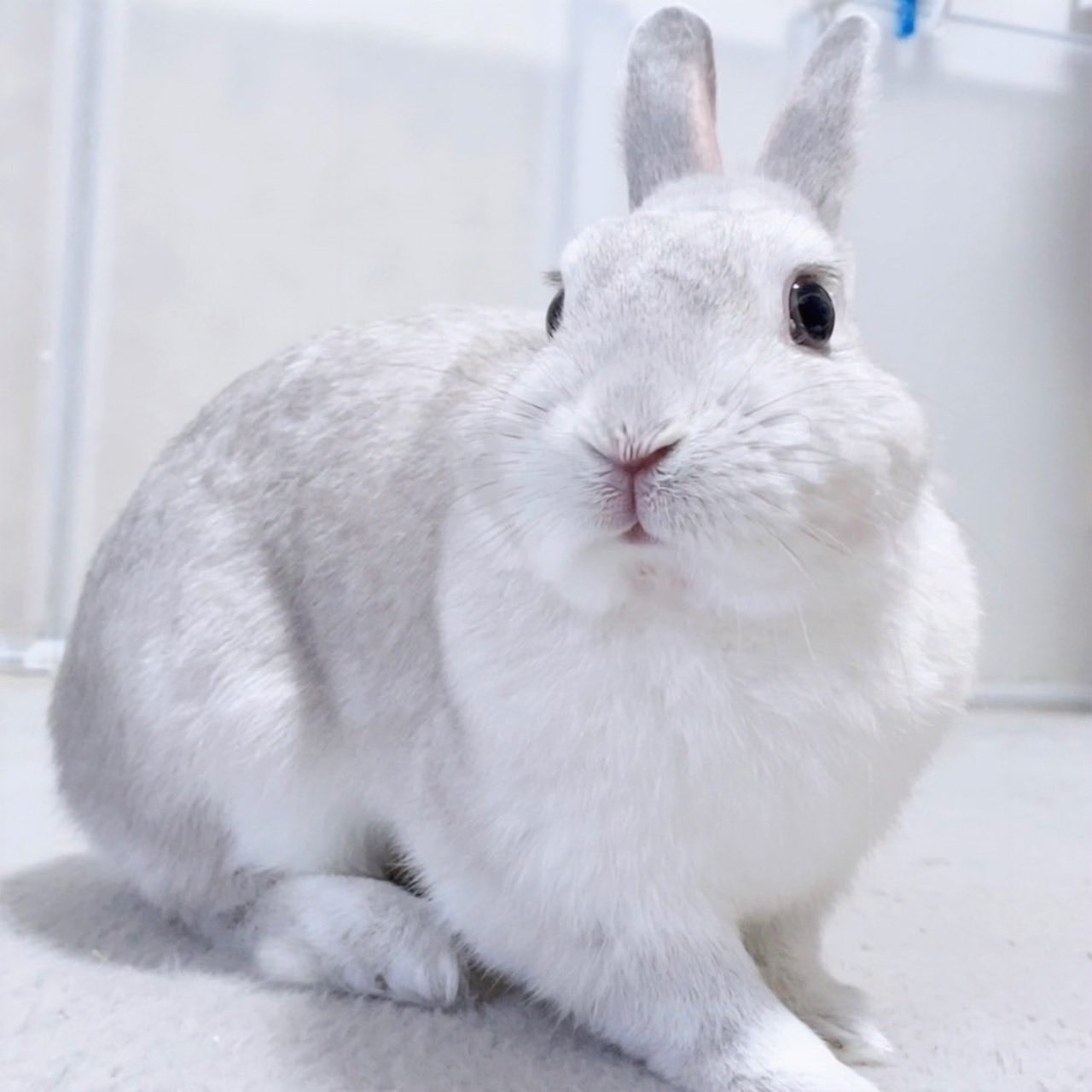 紅美参仙　新品未開封　【ニコニコうさぎ】 こうきまき（うさぎのもち🐰） on X: 