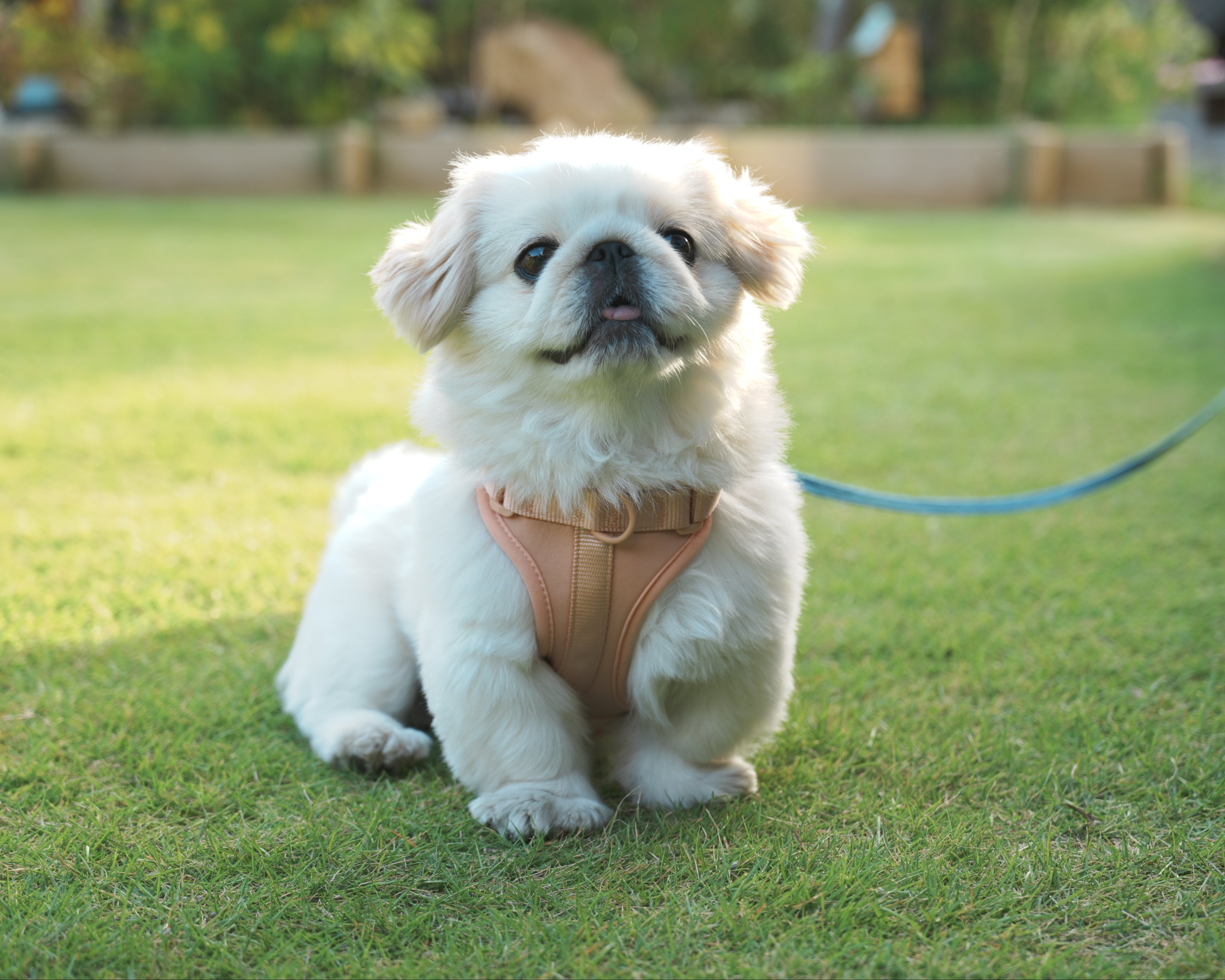 のん坊ページ ぬん坊 (@numbo_pekingese) / X