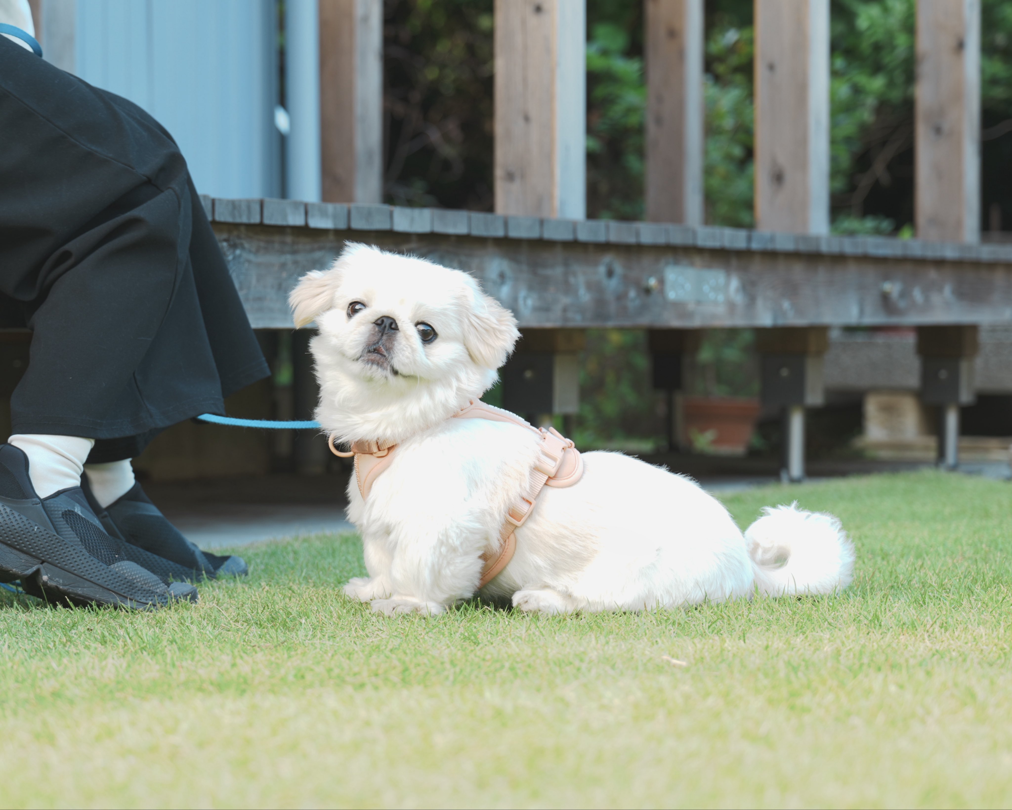 ぬん坊 (@numbo_pekingese) / X