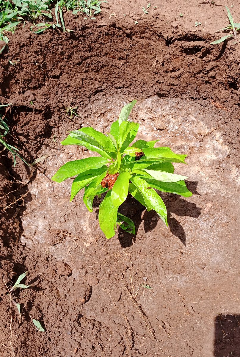 AronAoja's tweet image. As we celebrate the #Treeplantingday we Cherish all efforts being done by individuals and institutions to restore the environment through tree planting.Your our green heroes  towards having a green planet 💚🌳
#Treeplantingday 
#Environmentalconservation