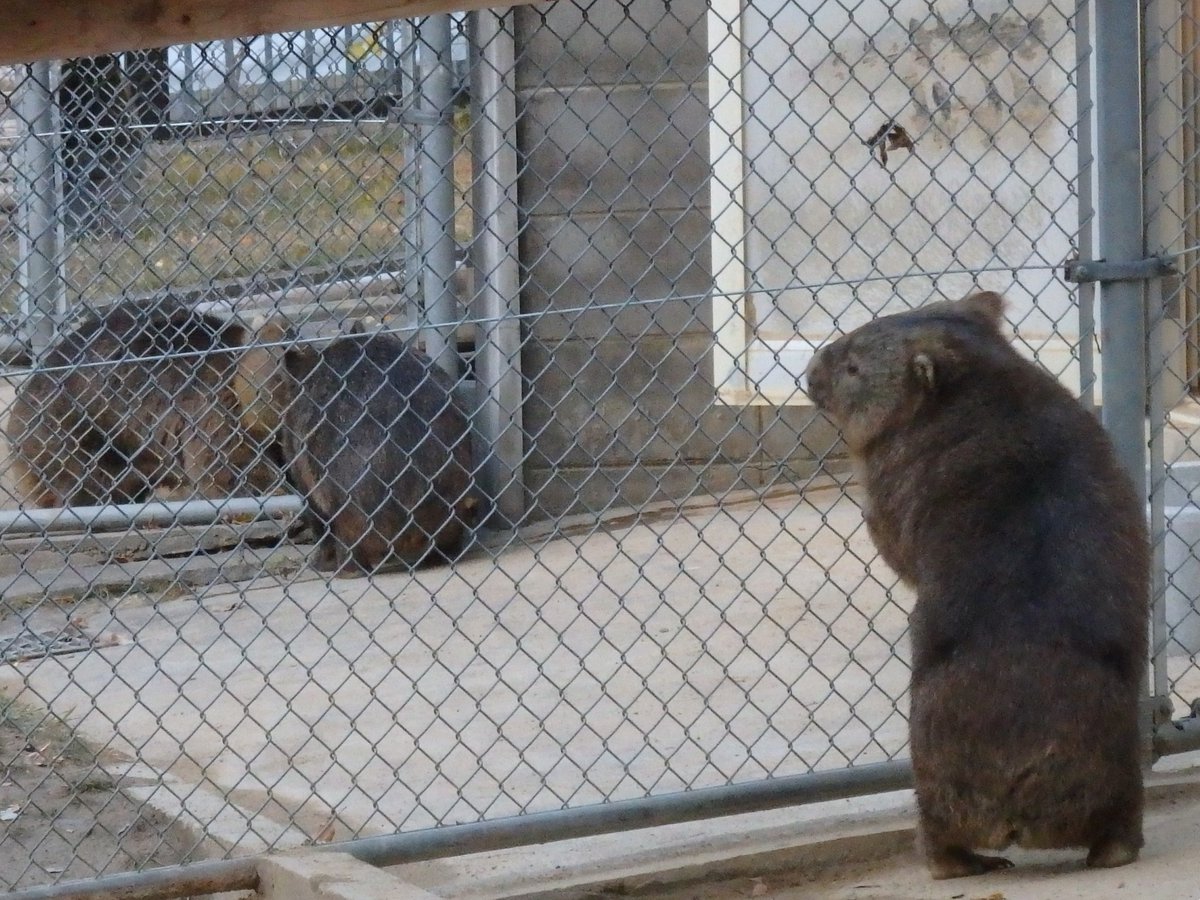 𝑚𝑎𝑟𝑢(ﾏﾙ) on X