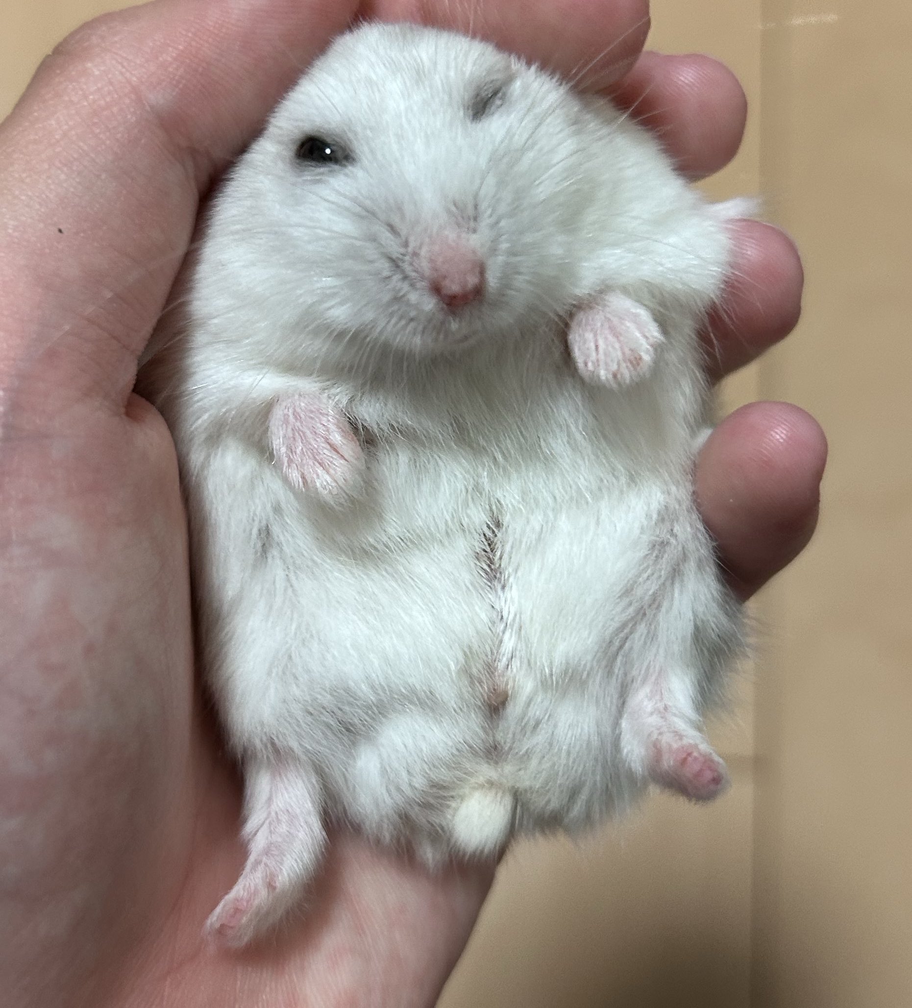 ねきねぎねき様 專用ページ BMネジカラー木ねじ 皿頭 鉄/ユニクロめっき ベージュ 2.7×20mm