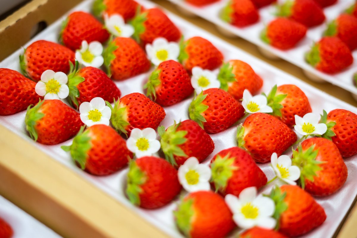 『子どもが喜ぶ夏いちご』
甘酸っぱくてお子さまから
大好評をいただいています🍓

かわいいイチゴのお花も
一緒にお届けします✨

私たち大空夏いちご農園の
自慢のイチゴをお楽しみください!!

※写真は2025年7月に撮影しました