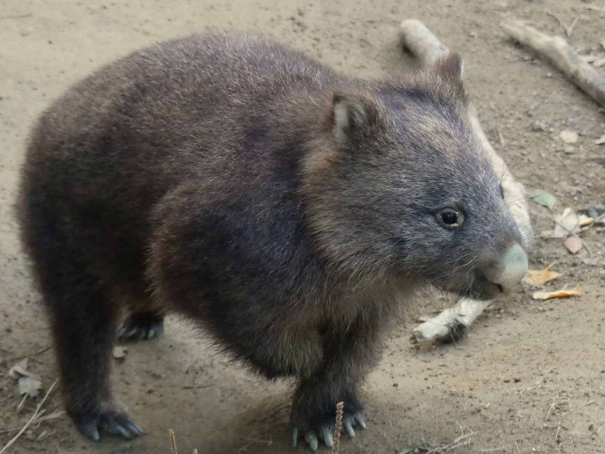 maruさま2028 maruさま2028 Maru is 360° cute creature in the sun. - YouTube