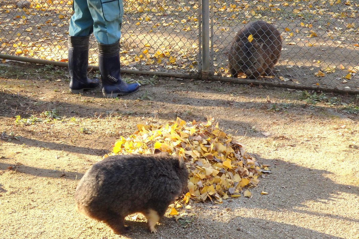 maruさま2028 maruさま2028 Maru is 360° cute creature in the sun. - YouTube