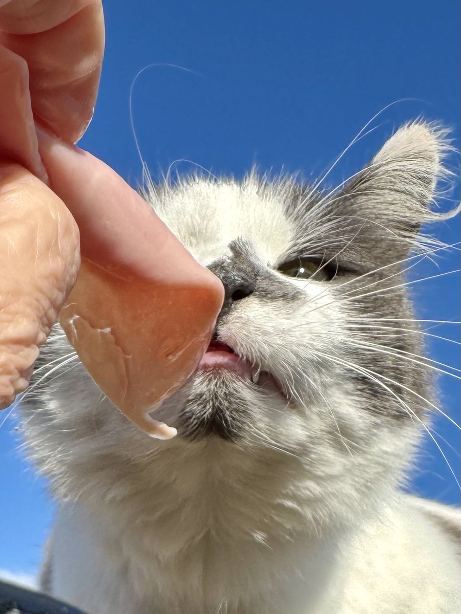 SpanielsSuper's tweet image. Martha loves ham #MoveInMartha