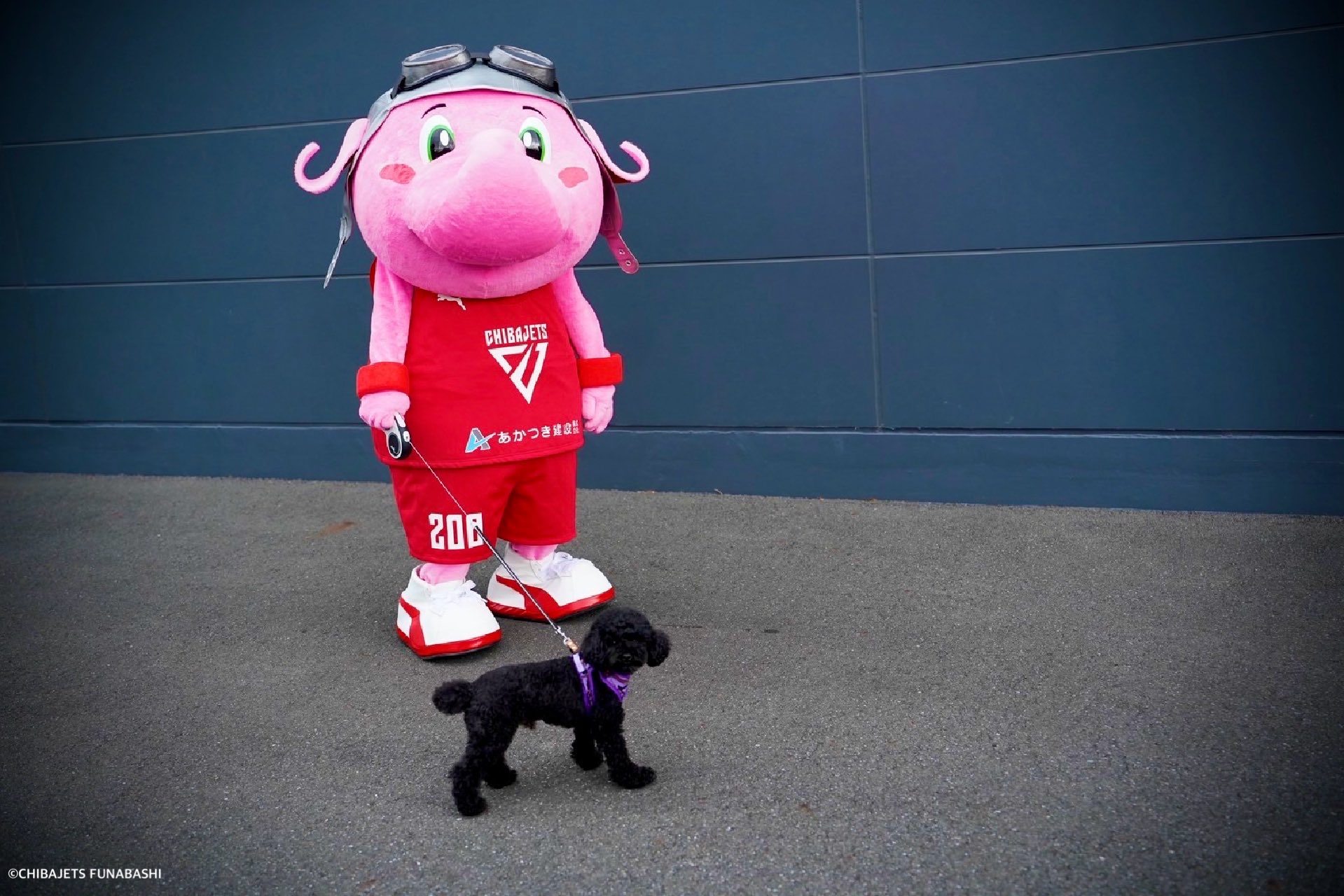 【ジャンボくん】おく洗 フライトクルー】2024-25シーズン ジャンボくん＆RISUKE 契約